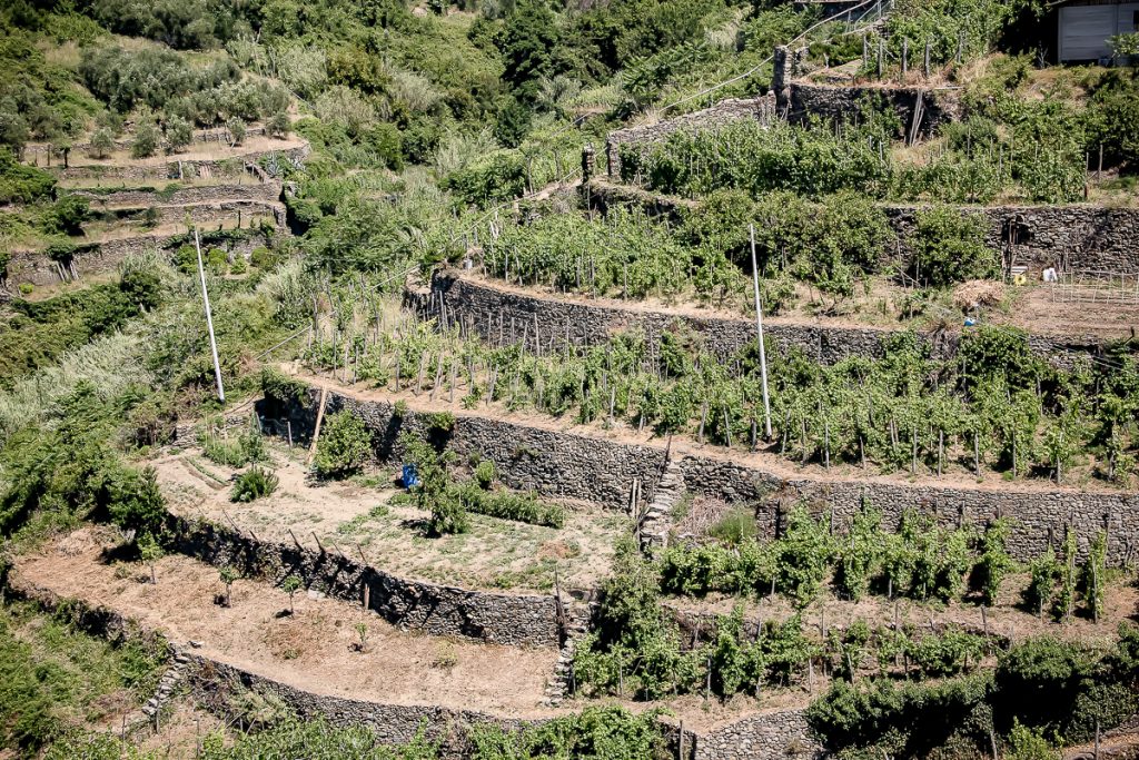 CORNIGLIA%20poze%20de%20lucru/corniglia%20vine%20terraces.jpg