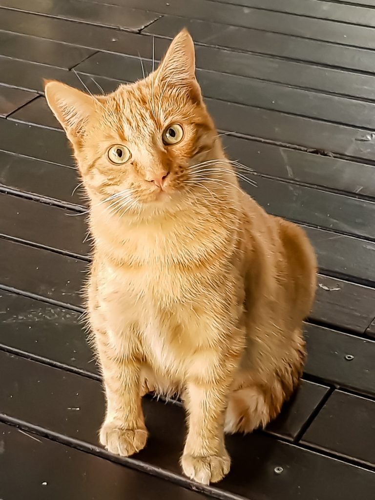 ../orasul%20roman%202/garfield.jpg